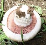 Zuchtchampignon, Foto 10