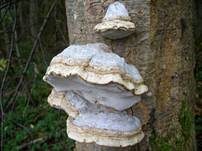 Zunderschwamm, Foto 20
