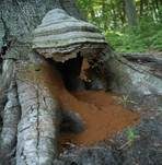 Zunderschwamm, Foto 36