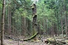 Zunderschwamm, Foto 43