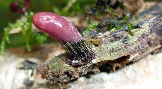 Zusammenfließendes Fadenkeulchen, Foto 2