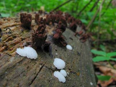Zusammenfließendes Fadenkeulchen, Foto 3