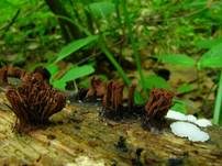 Zusammenfließendes Fadenkeulchen, Foto 12