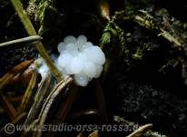 Zusammenfließendes Fadenkeulchen, Foto 6