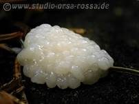 Zusammenfließendes Fadenkeulchen, Foto 7