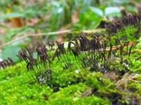 Zusammenfließendes Fadenkeulchen, Foto 10