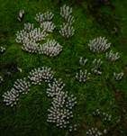 Zusammenfließendes Fadenkeulchen, Foto 11