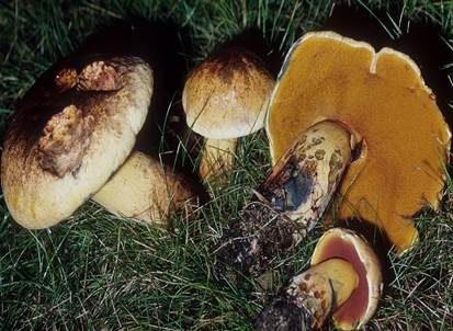 Zweifarbiger Hexenröhrling, Foto 2