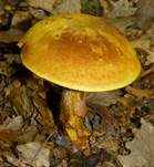 Zweifarbiger Hexenröhrling, Foto 7