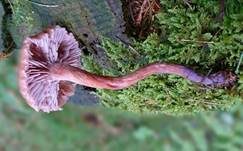 Zweifarbiger Lacktrichterling, Foto 24