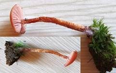 Zweifarbiger Lacktrichterling, Foto 31