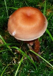 Zweifarbiger Lacktrichterling, Foto 7