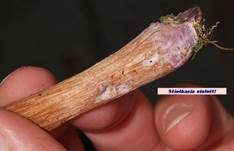 Zweifarbiger Lacktrichterling, Foto 8
