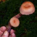 Zweifarbiger Lacktrichterling, Foto 9