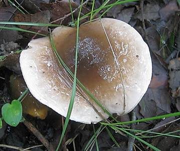 Zweifarbiger Schneckling, Foto 2