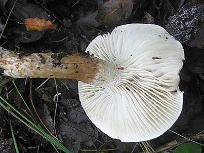 Zweifarbiger Schneckling, Foto 3