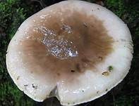 Zweifarbiger Schneckling, Foto 12
