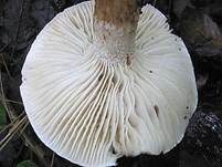Zweifarbiger Schneckling, Foto 13