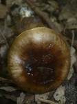 Zweifarbiger Schneckling, Foto 14