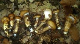 Zweifarbiger Schneckling, Foto 15