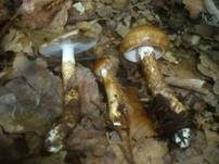 Zweifarbiger Schneckling, Foto 16