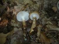 Zweifarbiger Schneckling, Foto 17