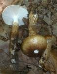 Zweifarbiger Schneckling, Foto 18