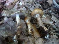 Zweifarbiger Schneckling, Foto 21