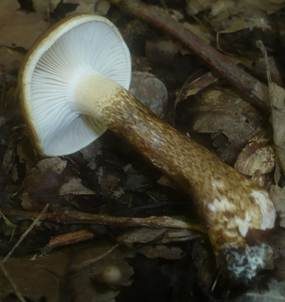 Zweifarbiger Schneckling, Foto 4