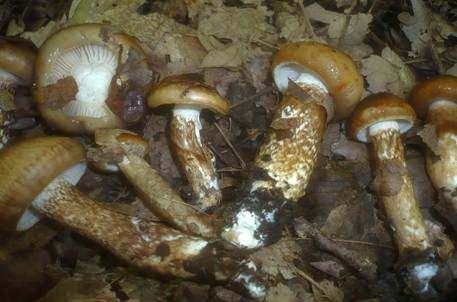 Zweifarbiger Schneckling, Foto 5