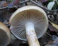 Zweifarbiger Schneckling, Foto 6