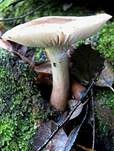 Zweifarbiger Schneckling, Foto 7