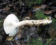 Zweifarbiger Schneckling, Foto 8