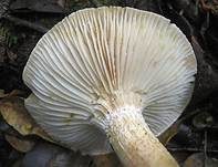 Zweifarbiger Schneckling, Foto 9