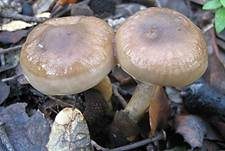 Zweifarbiger Schneckling, Foto 10