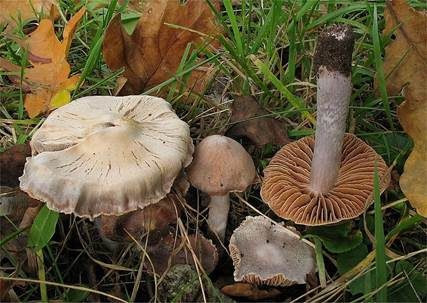 Zweifarbiger Wasserkopf, Foto 2
