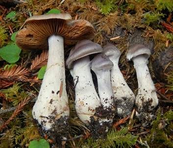 Zweifarbiger Wasserkopf, Foto 3