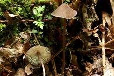 Zweisporiger Nitrathelmling, Foto 17