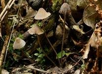Zweisporiger Nitrathelmling, Foto 24