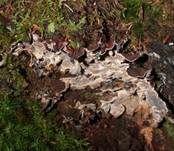 Braunfilziger Schichtpilz, Foto 13