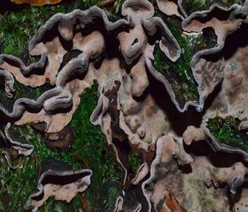 Braunfilziger Schichtpilz, Foto 5