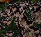 Braunfilziger Schichtpilz, Foto 11