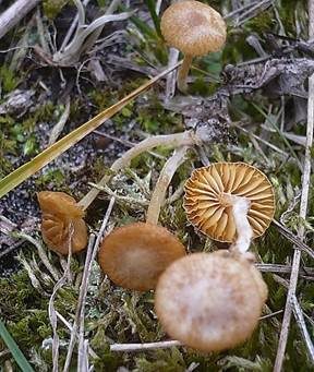 Zwergackerling, Foto 3