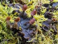 Zwergschildflechte, Foto 6