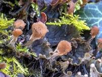 Zwergschildflechte, Foto 7