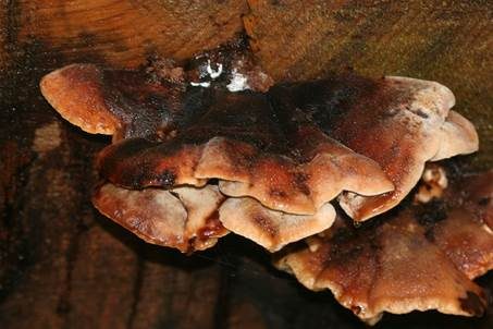 Braunfleckender Saftporling, Foto 2
