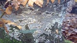 Angebrannter Rauchporling, Foto 13