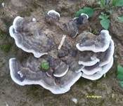 Angebrannter Rauchporling, Foto 17