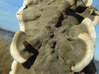Angebrannter Rauchporling, Foto 19