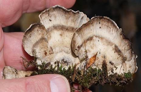 Angebrannter Rauchporling, Foto 4